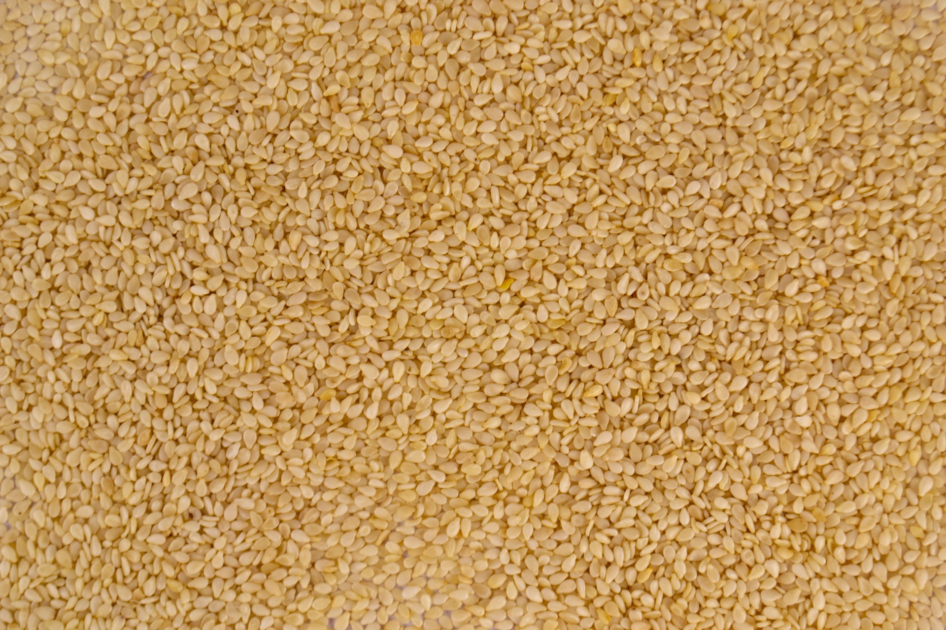 Sésame blanc naturel