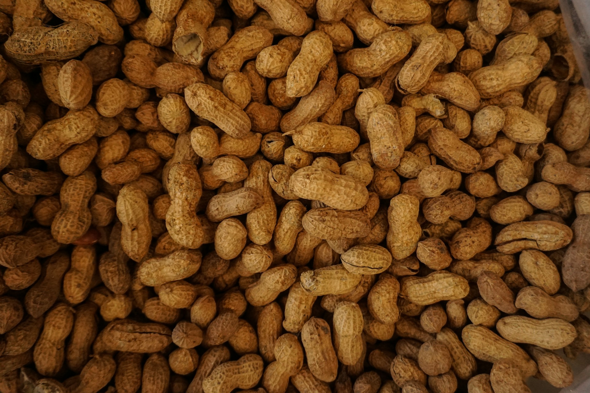Arachides triées et calibrées